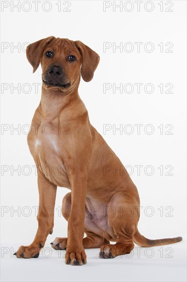 Rhodesian Ridgeback