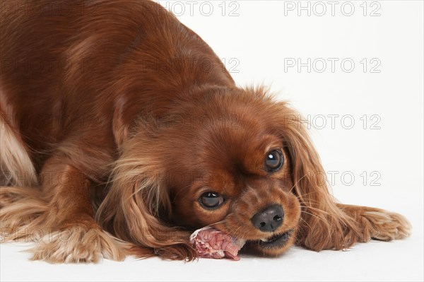 Cavalier King Charles Spaniel