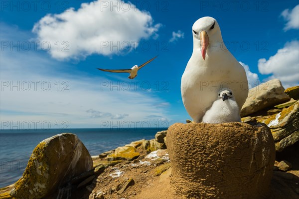 Black-browed Albatross