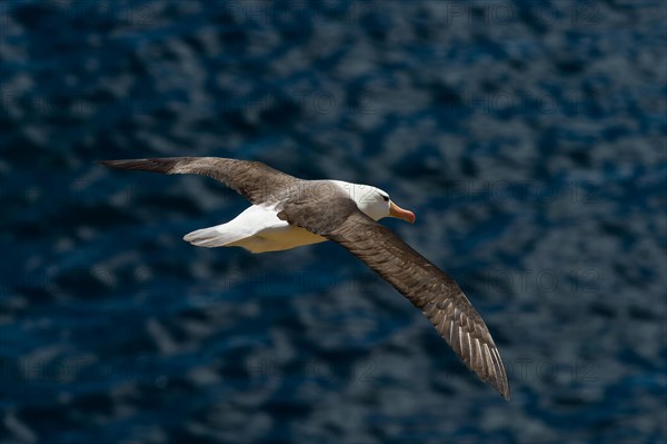 Black-browed Albatross