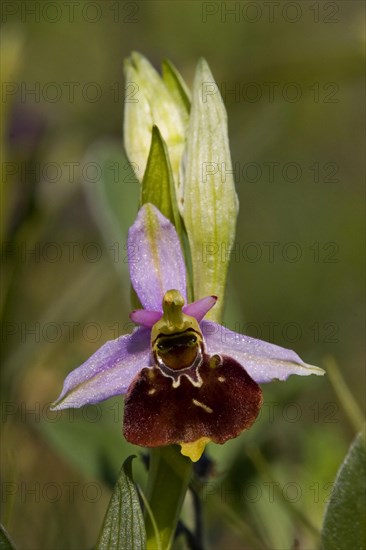 Late spider orchid