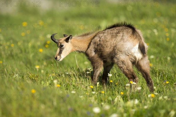 Chamois