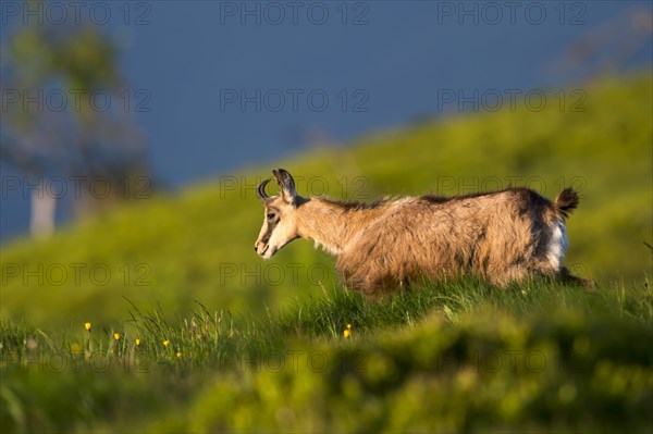 Chamois