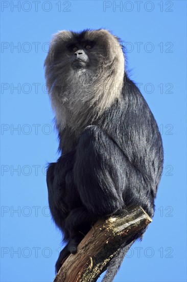 Lion tailed macaque