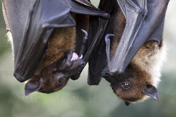 Indian Flying Fox