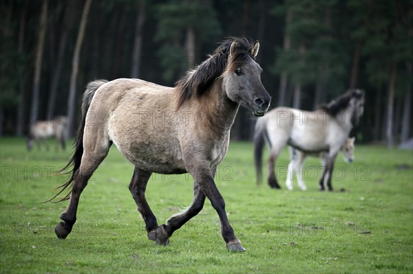 Wild Horse Duelmen