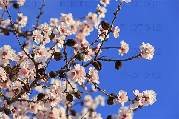 Almond tree