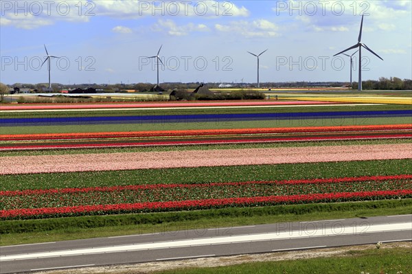 Blooming tulip field near Alkmaar