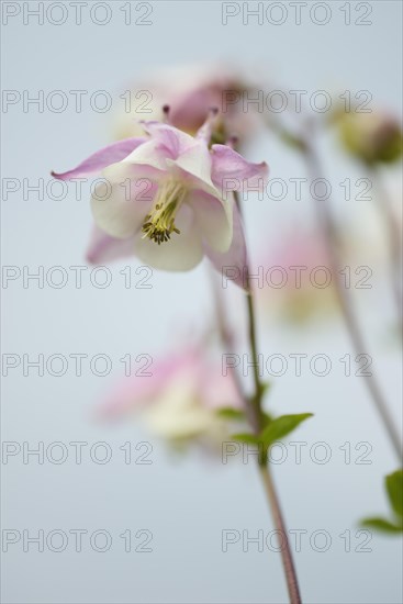 European columbine