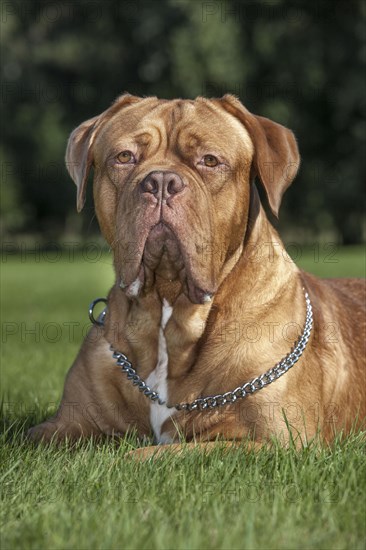 Dogue de Bordeaux