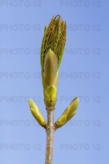 Sycamore maple maple