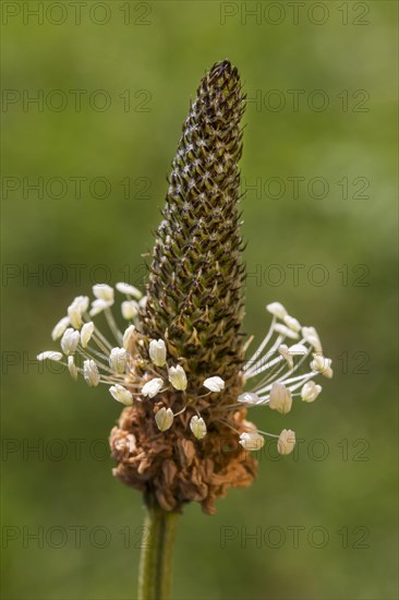 Ribwort plantain