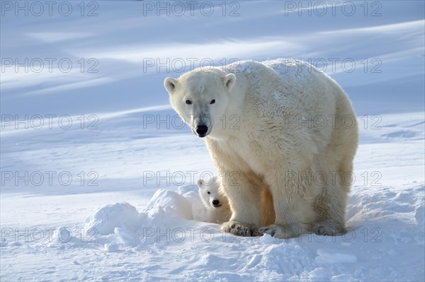 Female polar bear