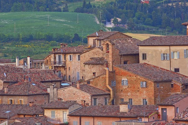 Urbino