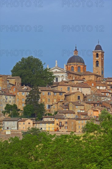 Urbino