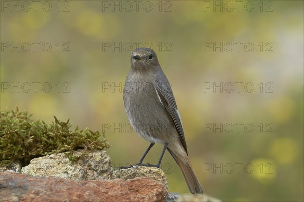 Redstart