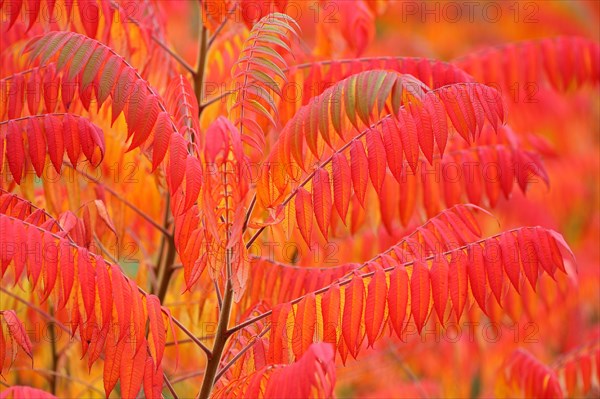 Staghorn sumac