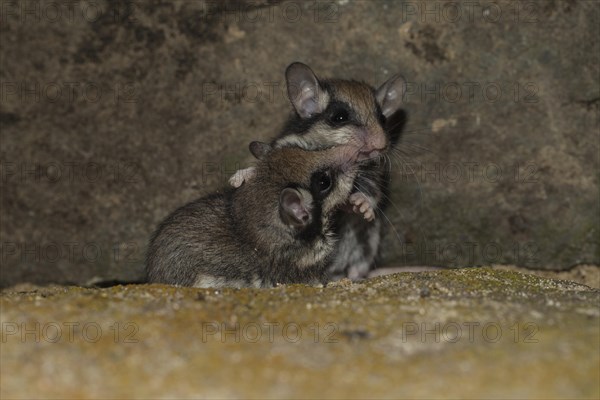 Two garden dormice