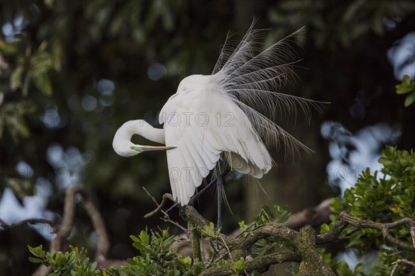 Great egret