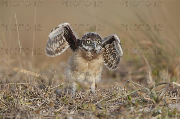 Burrowing owl