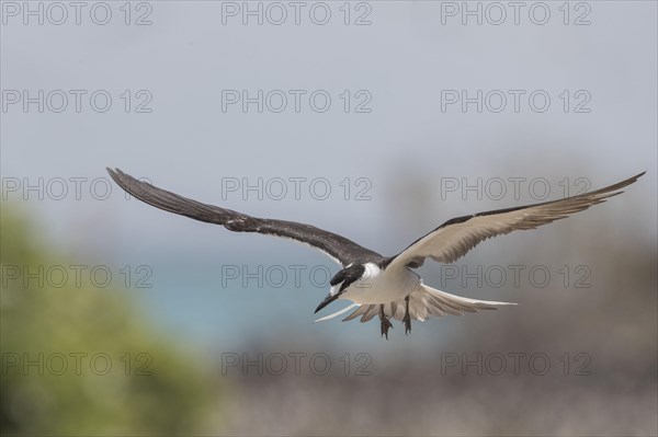 Russian Tern