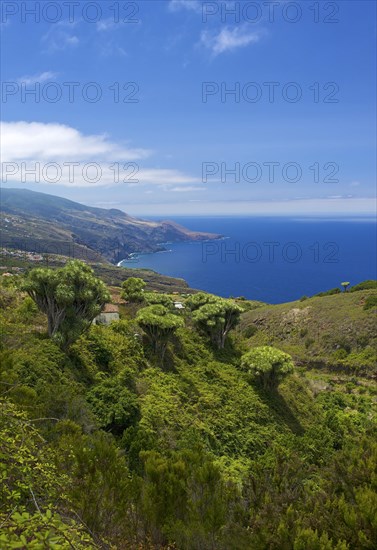 Dragon trees on the north coast of La Palma