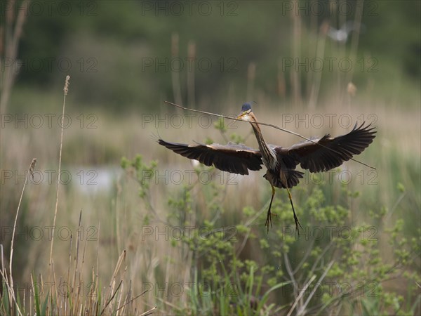 Purple heron