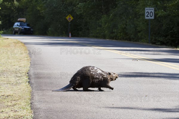 Beaver crossing a North American beaver