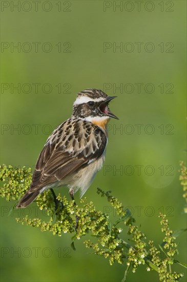 Braunkehlchen