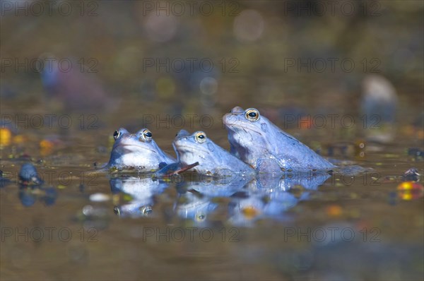 Moor frog