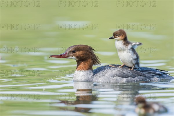 Smew