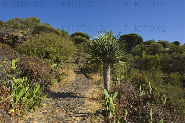 Dragon tree on the north coast