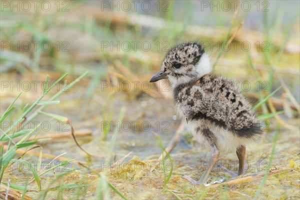 Northern lapwing