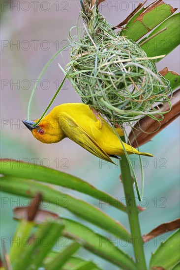 Eastern Golden Weaver