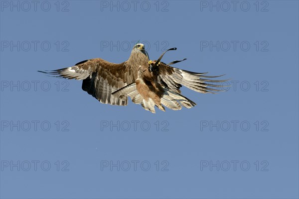 Black kite