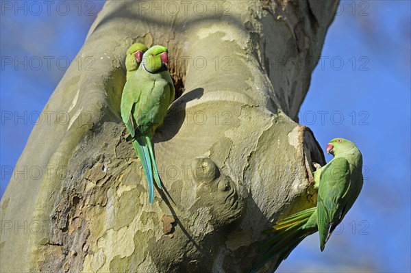 Rose-ringed Parakeet