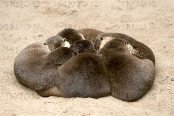 Oriental small clawed otter