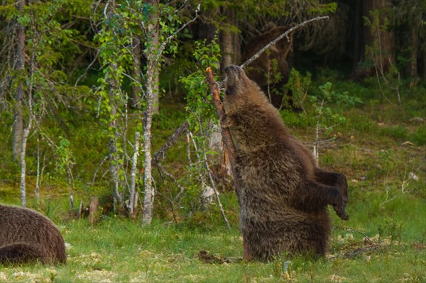 European Brown bear
