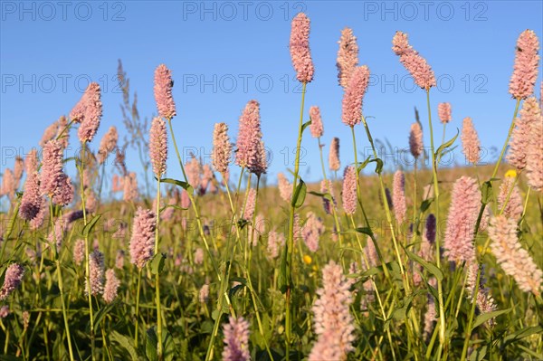 Meadow knotweed