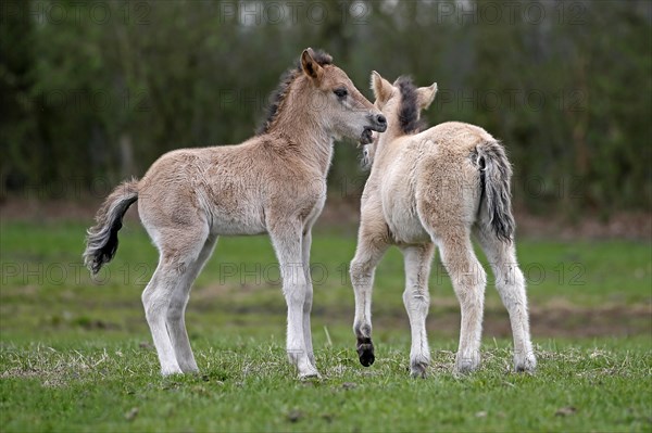 Wild Horse Duelmen