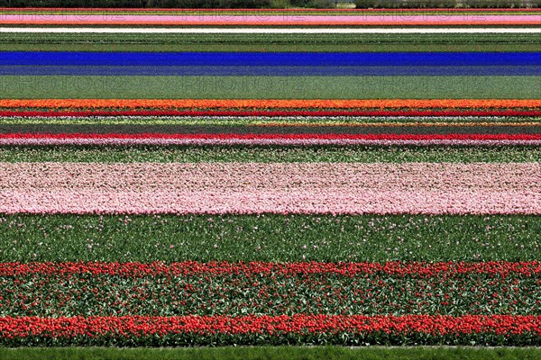 Blooming tulip field near Alkmaar