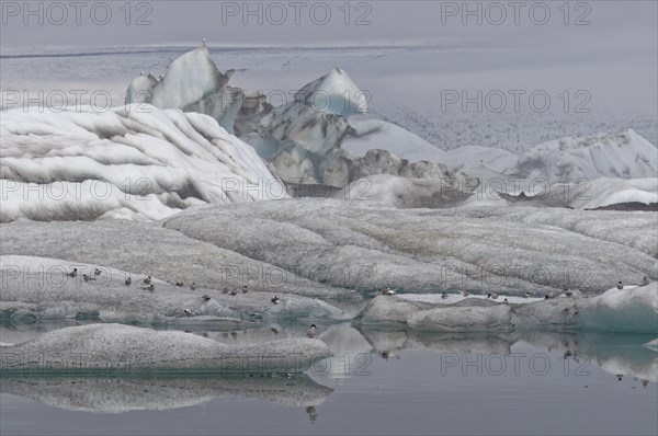 Arctic terns