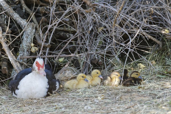 Ducklings with mother