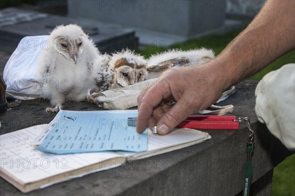 Barn owl