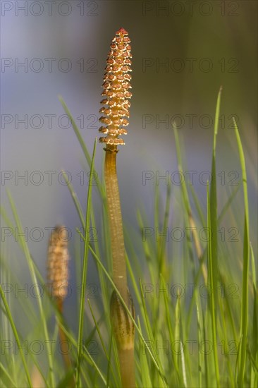 Field Horsetail