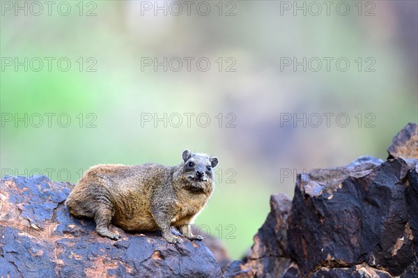 Cape hyrax