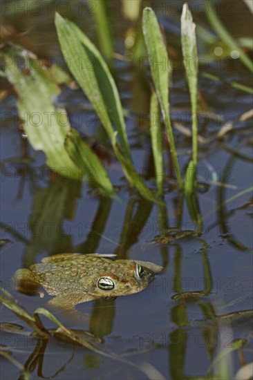 Natterjack Toad