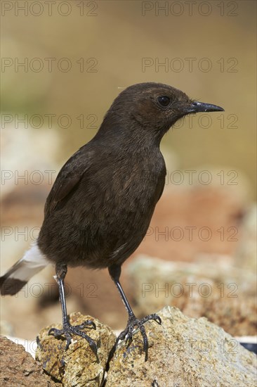 Black Wheatear