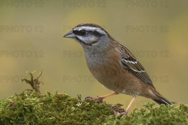 Rock Bunting