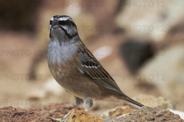 Rock Bunting